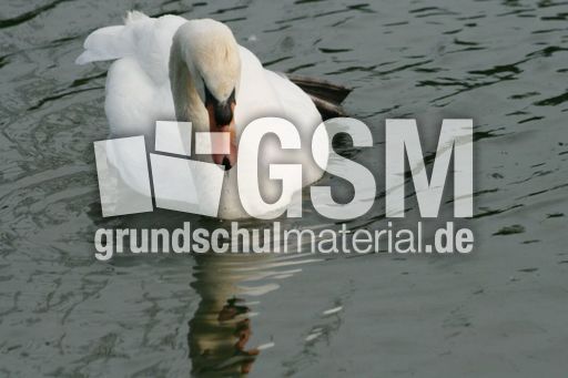 Höckerschwan 073.jpg